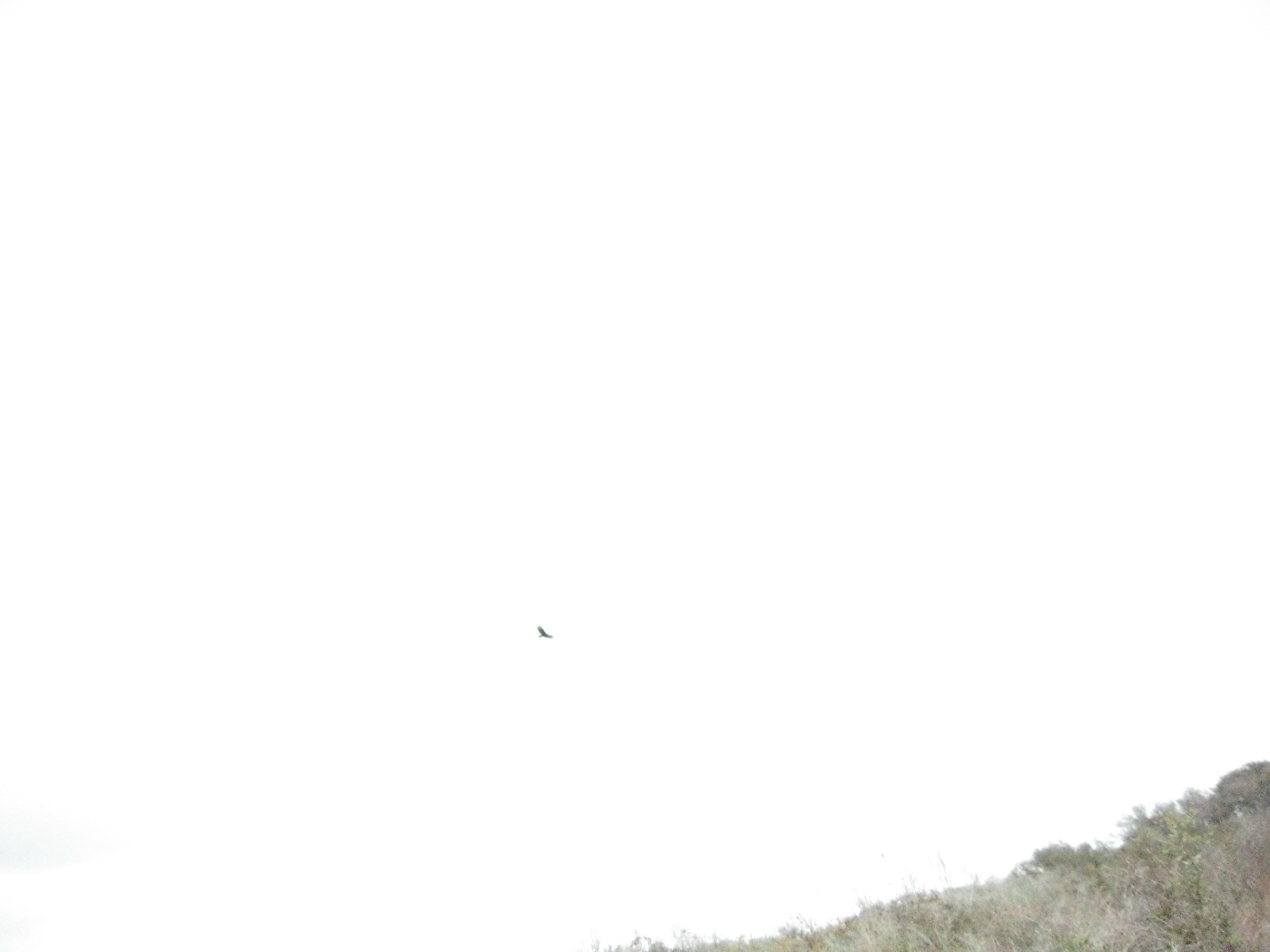 Birds!